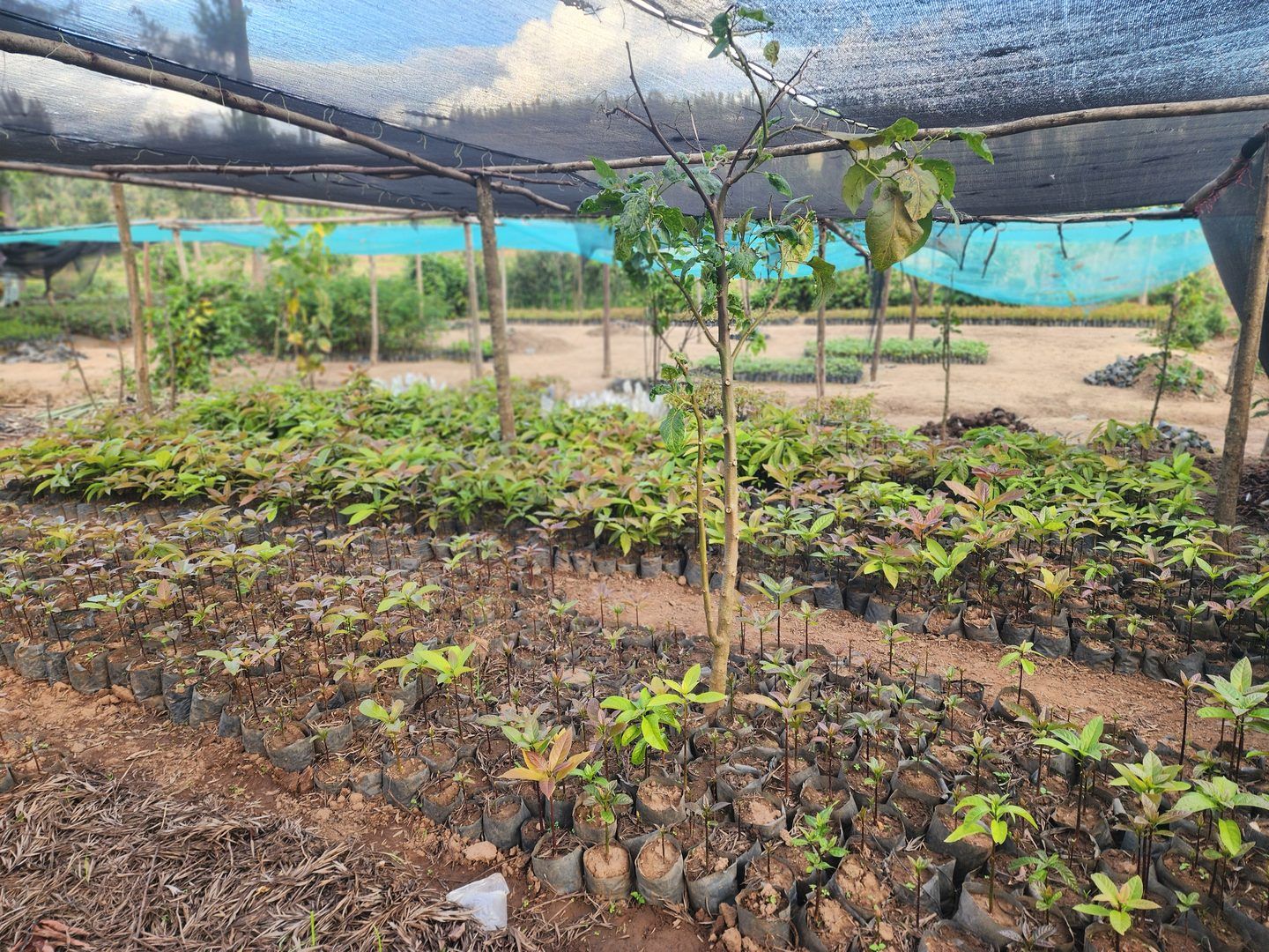 Environmental Stewardship